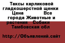 Таксы карликовой гладкошерстной щенки › Цена ­ 20 000 - Все города Животные и растения » Собаки   . Тамбовская обл.